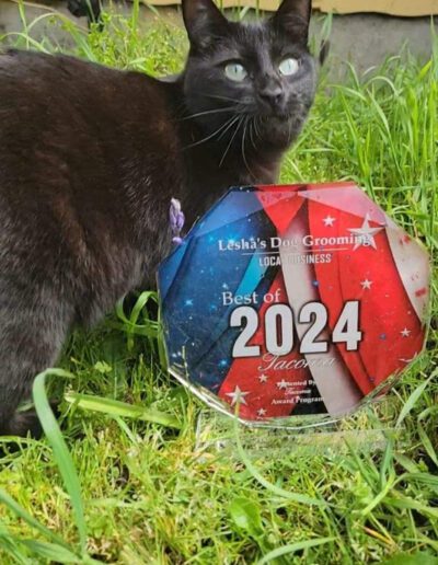 Dark cat laying next to Lesha's Dog Grooming Best of 2024 award