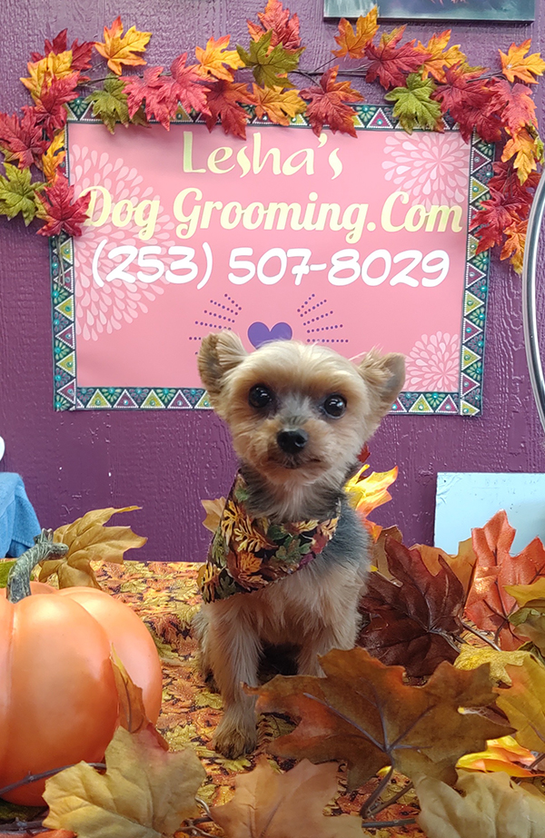 dog grooming in battle ground wa