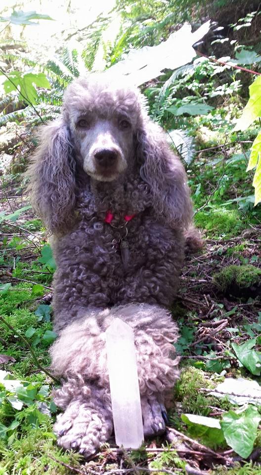 Balanced dog training and grooming