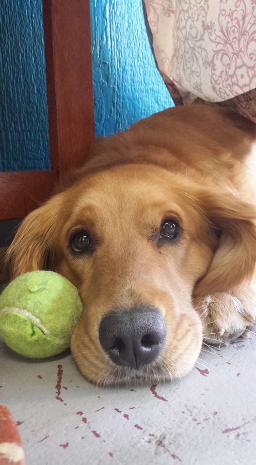Balanced dog training and grooming