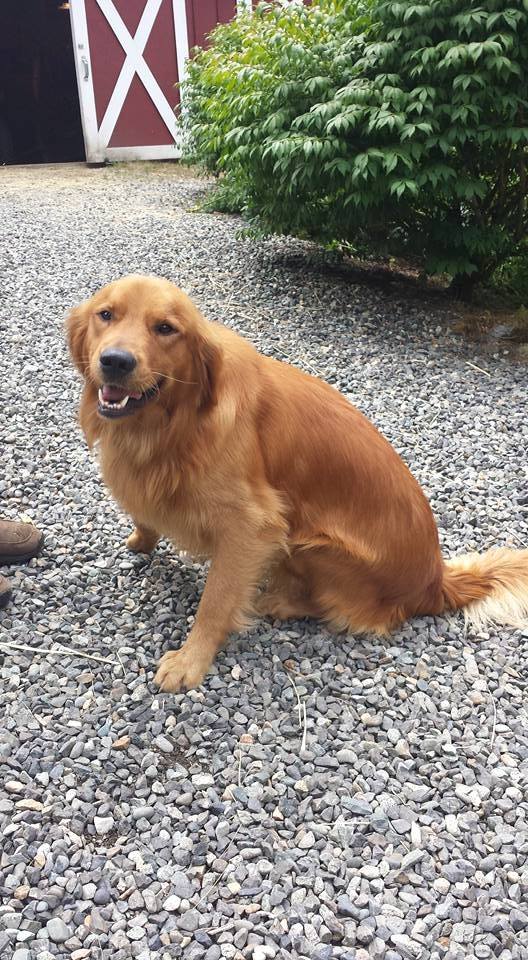 Balanced dog training and grooming