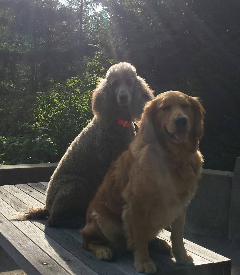 Balanced dog training and grooming
