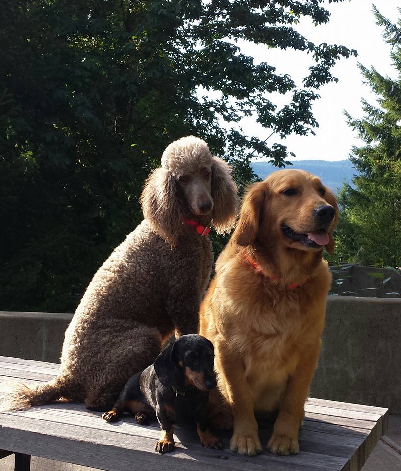 Balanced dog training and grooming