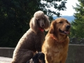 Balanced dog training and grooming