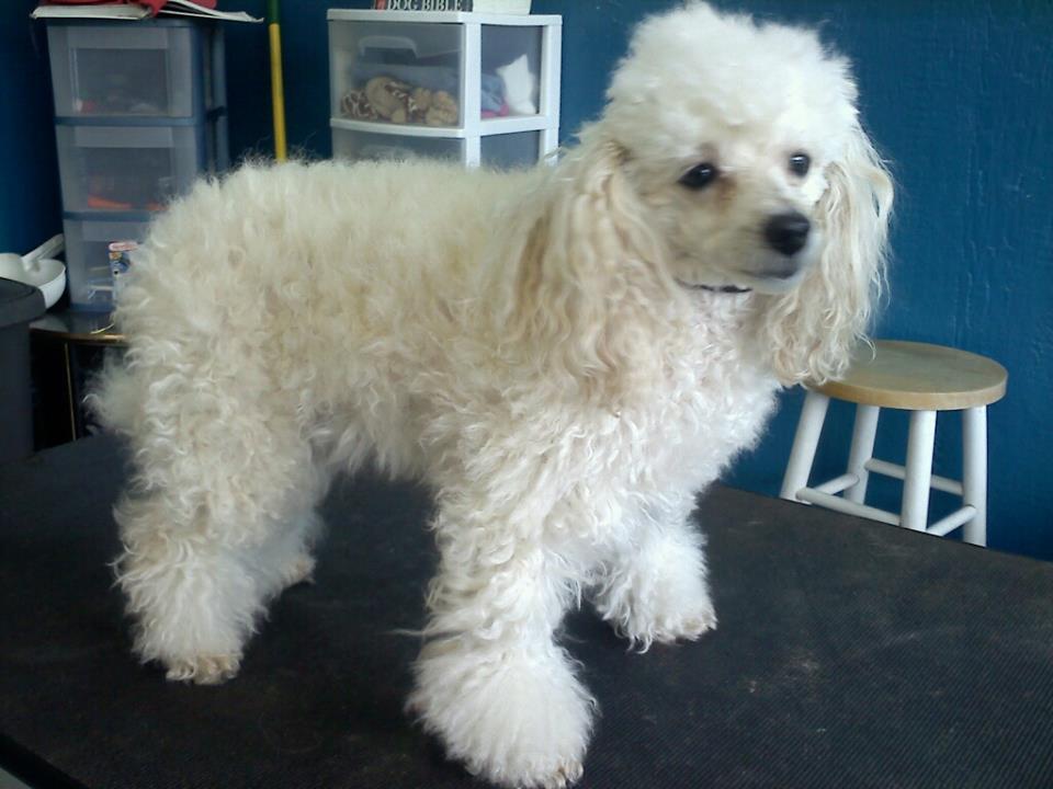 Dog before training and grooming