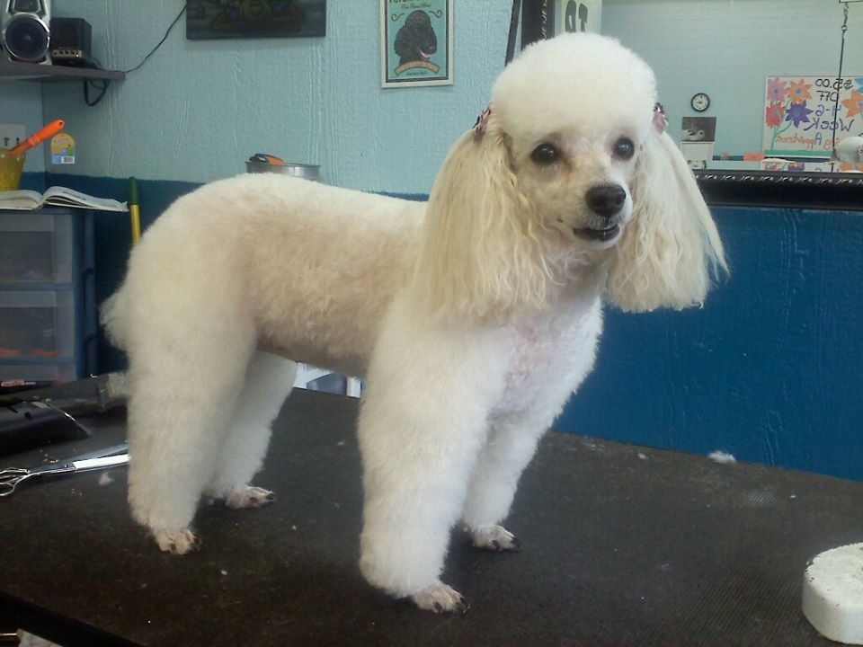 Dog after training and grooming