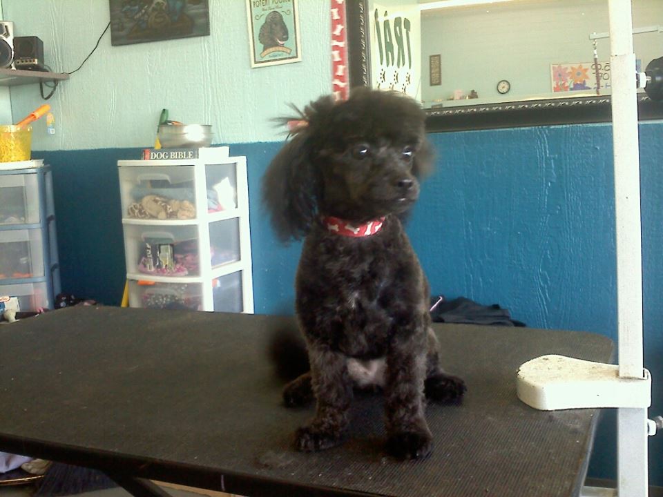 Dog after training and grooming
