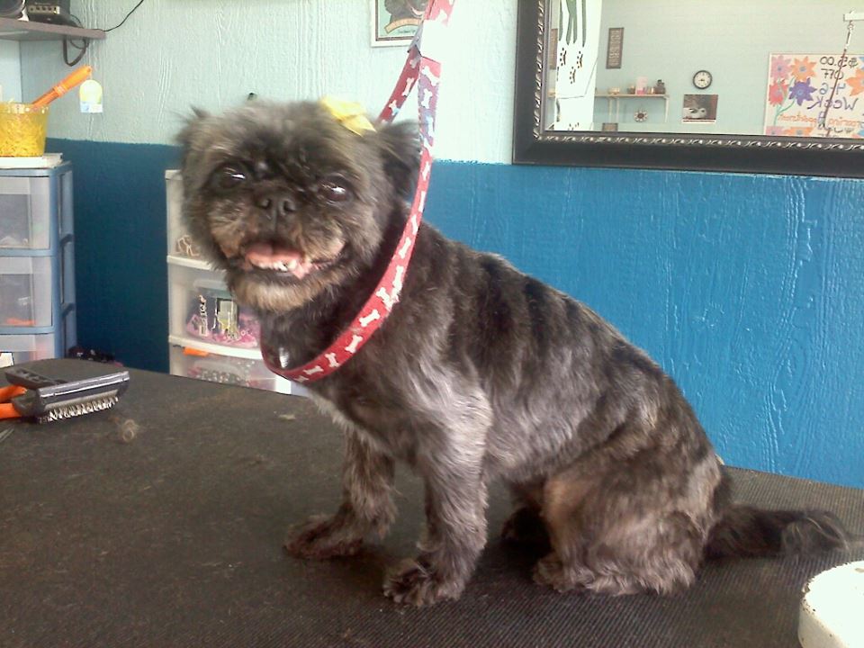 Dog after training and grooming