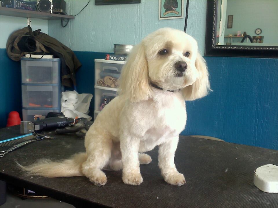 Dog after training and grooming