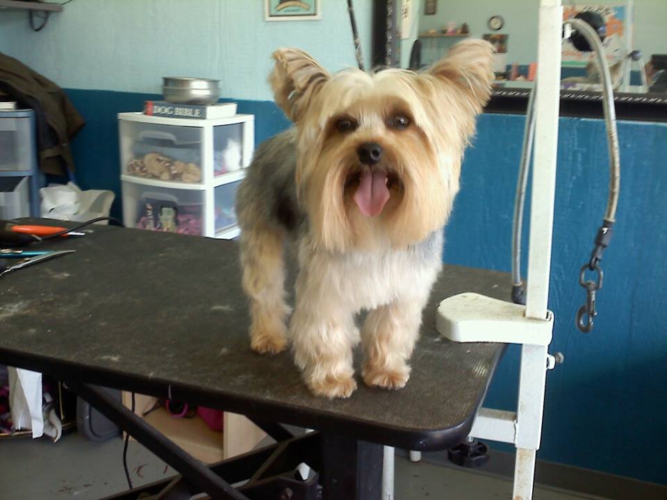 Dog after training and grooming