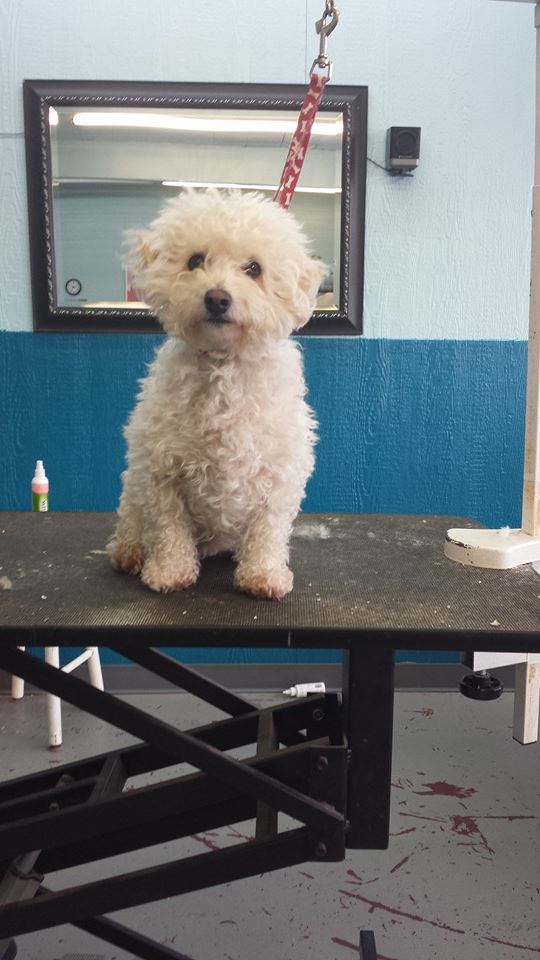 Dog before training and grooming
