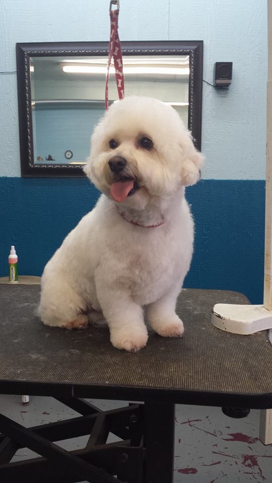 Dog after training and grooming