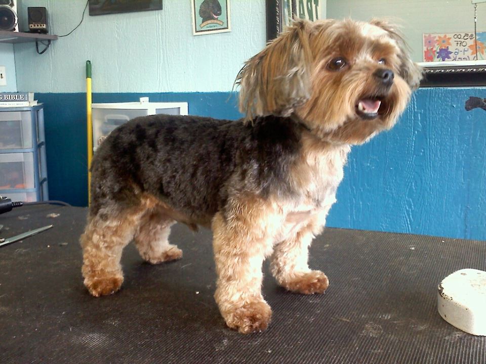 Dog after training and grooming