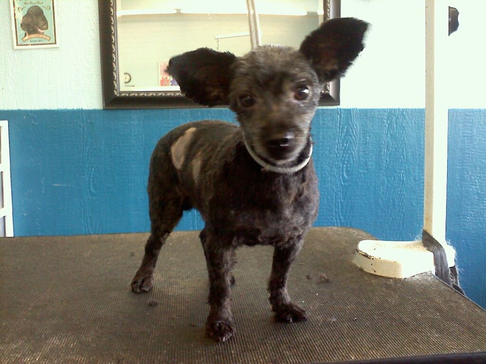 Dog after training and grooming