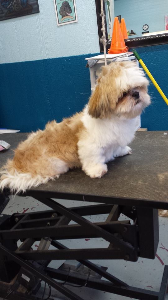 Dog before training and grooming