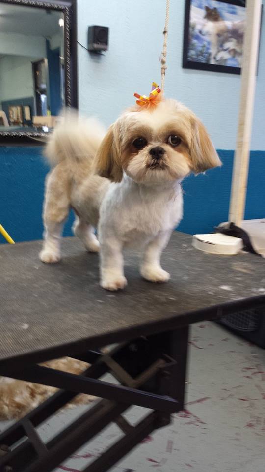 Dog after training and grooming