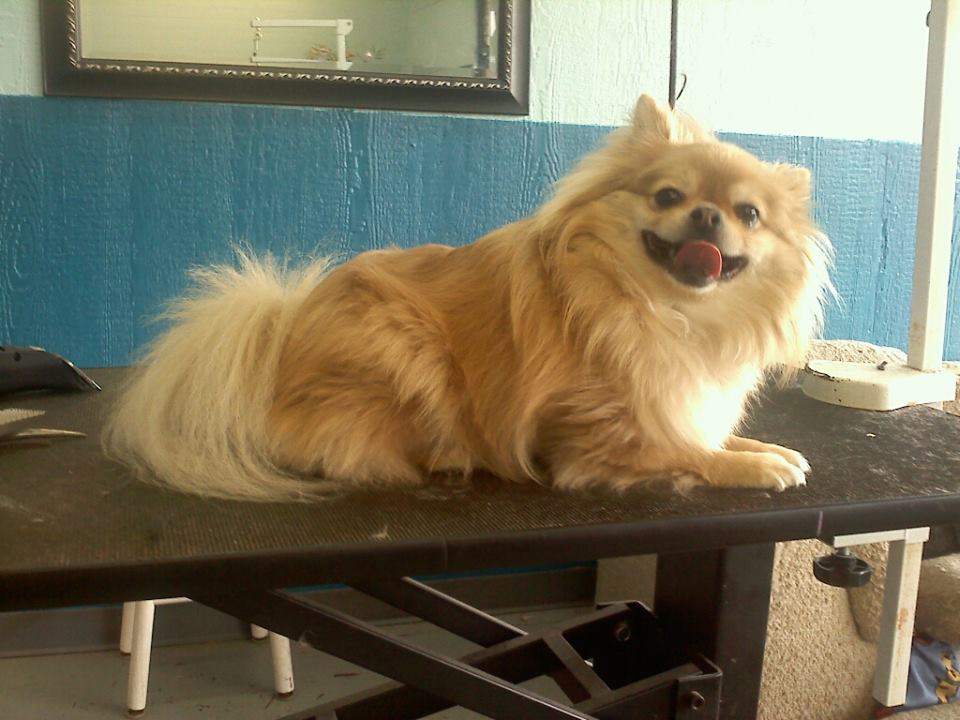 Dog before training and grooming