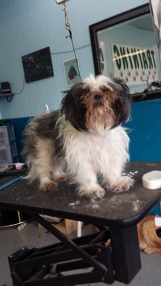 Dog before training and grooming