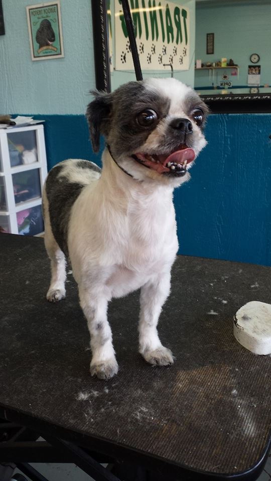 Dog after training and grooming