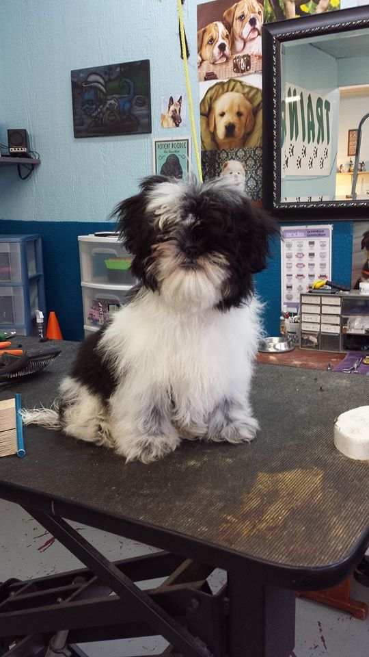 Dog before training and grooming
