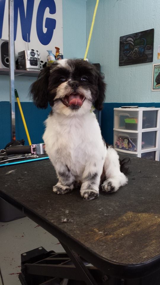 Dog after training and grooming