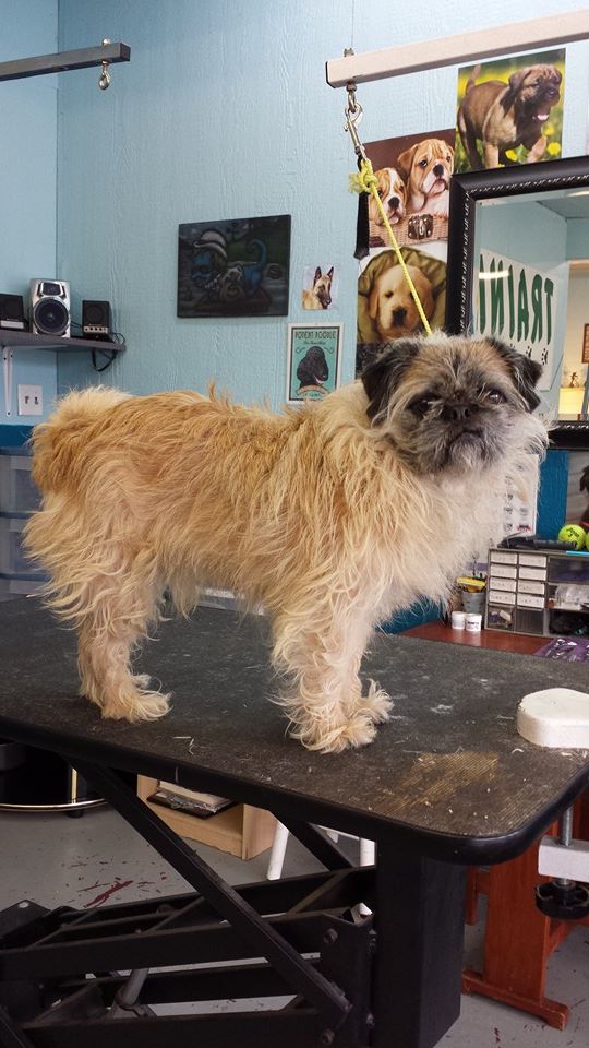 Dog before training and grooming