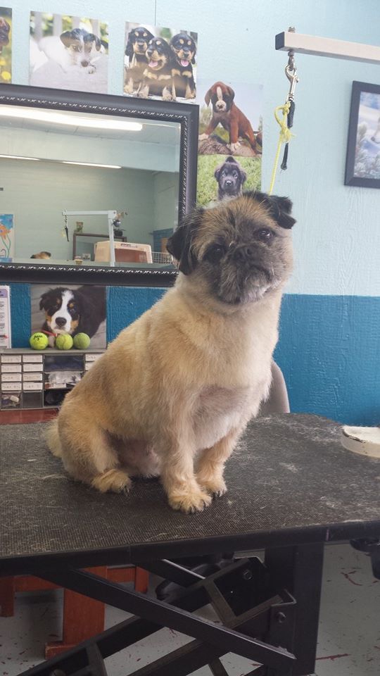 Dog after training and grooming