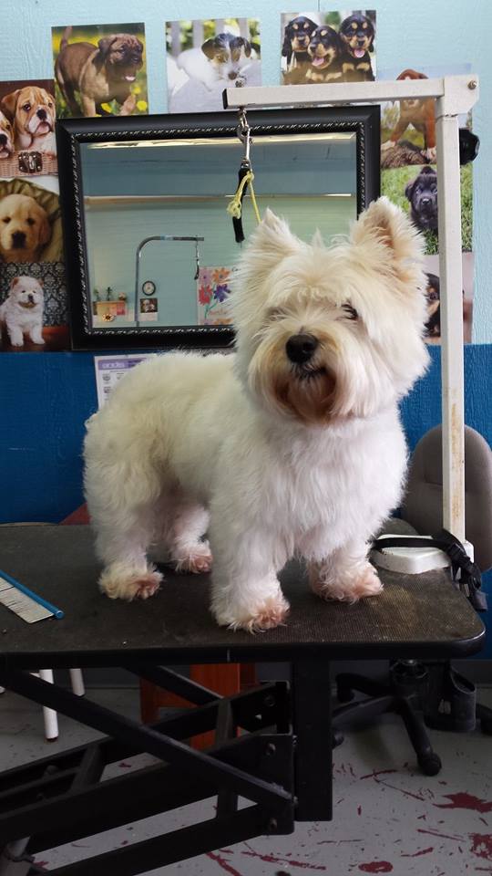 Dog before training and grooming