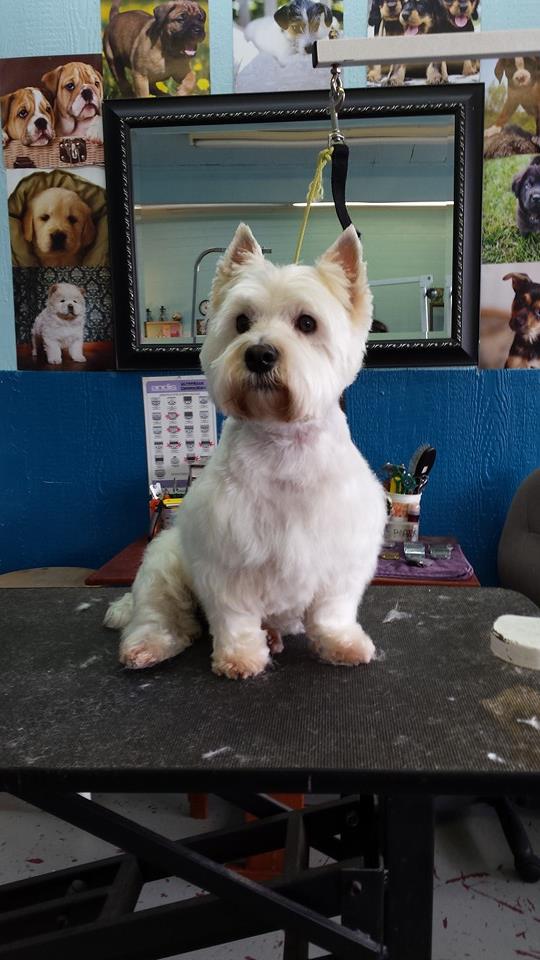 Dog after training and grooming