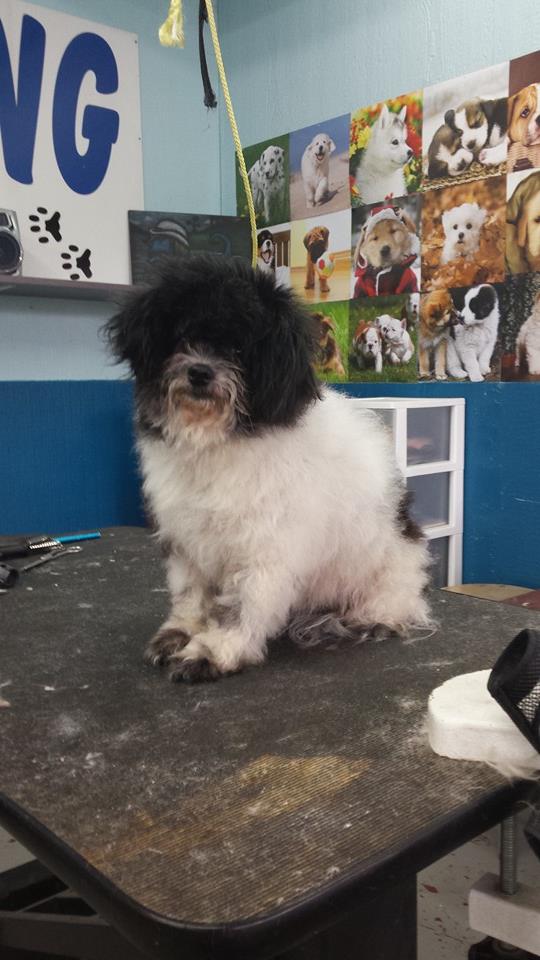 Dog before training and grooming