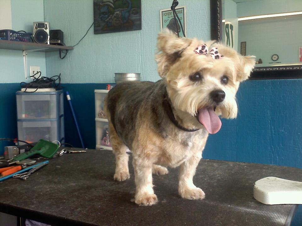 Dog after training and grooming