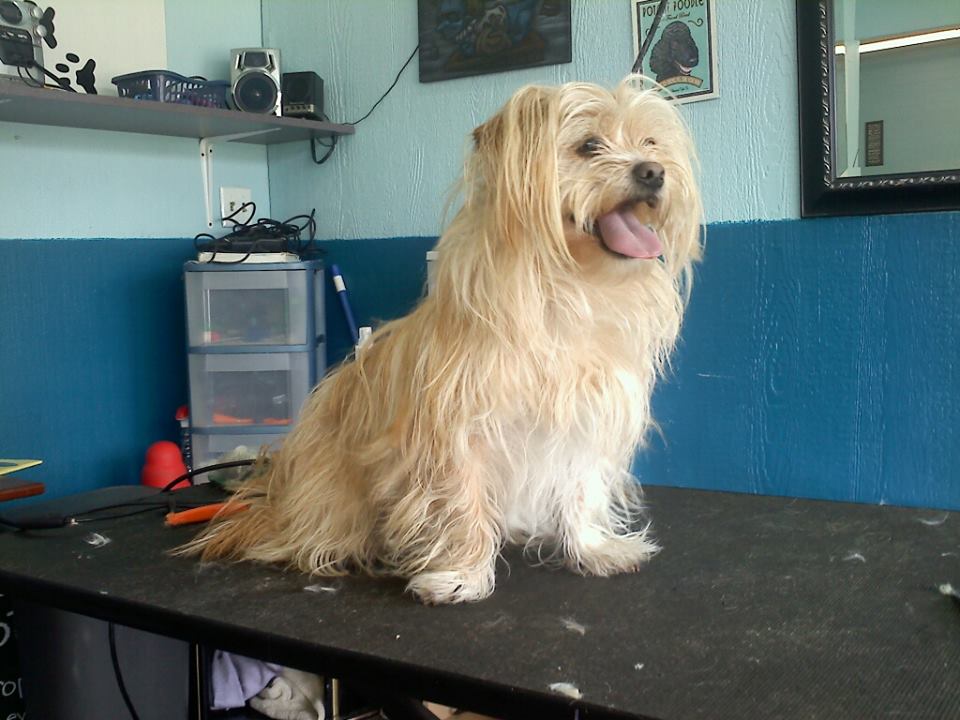 Dog before training and grooming