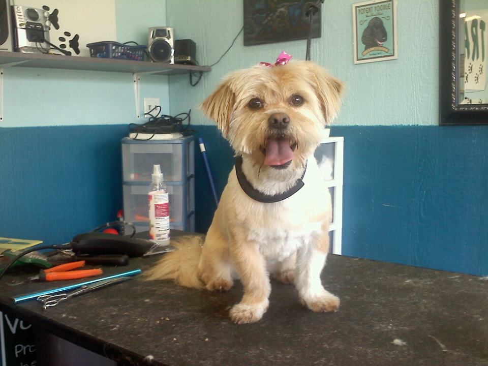 Dog after training and grooming