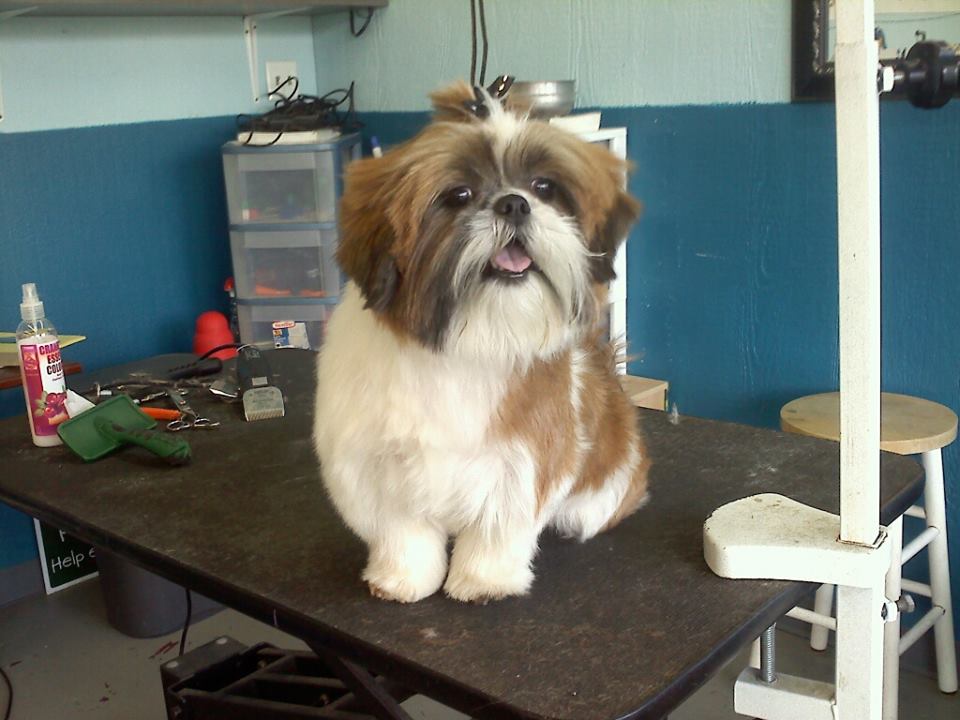 Dog after training and grooming