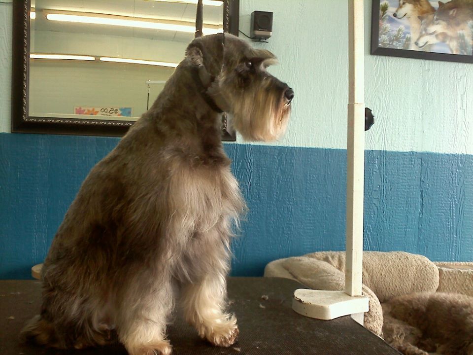 Dog before training and grooming