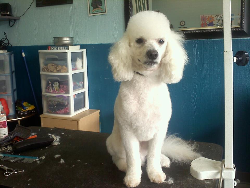 Dog after training and grooming