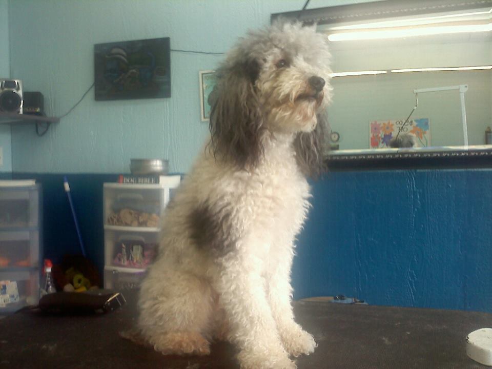 Dog before training and grooming