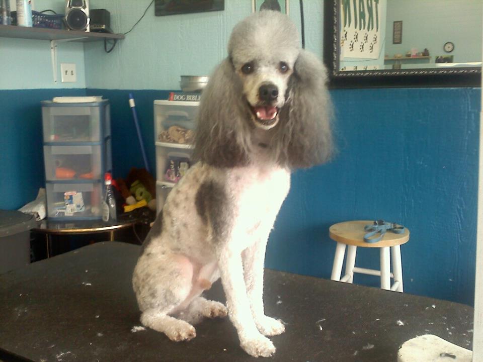 Dog after training and grooming