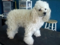Dog before training and grooming