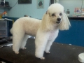 Dog after training and grooming