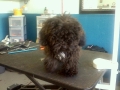 Dog before training and grooming