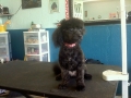 Dog after training and grooming