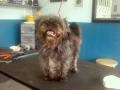 Dog before training and grooming