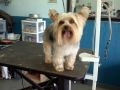 Dog after training and grooming