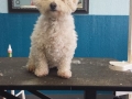 Dog before training and grooming