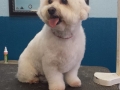 Dog after training and grooming