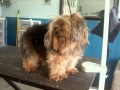 Dog before training and grooming