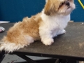 Dog before training and grooming