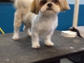 Dog after training and grooming