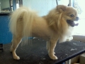 Dog after training and grooming